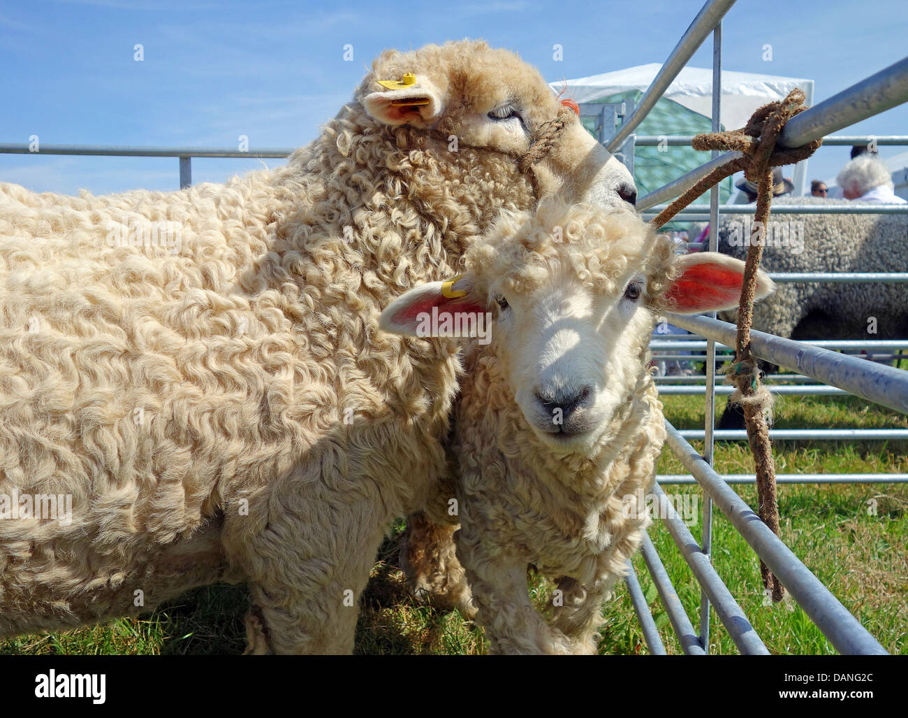 wollige Schafe in einem Stift auf einem Jahrmarkt in Cornwall, Großbritannien Stockfoto