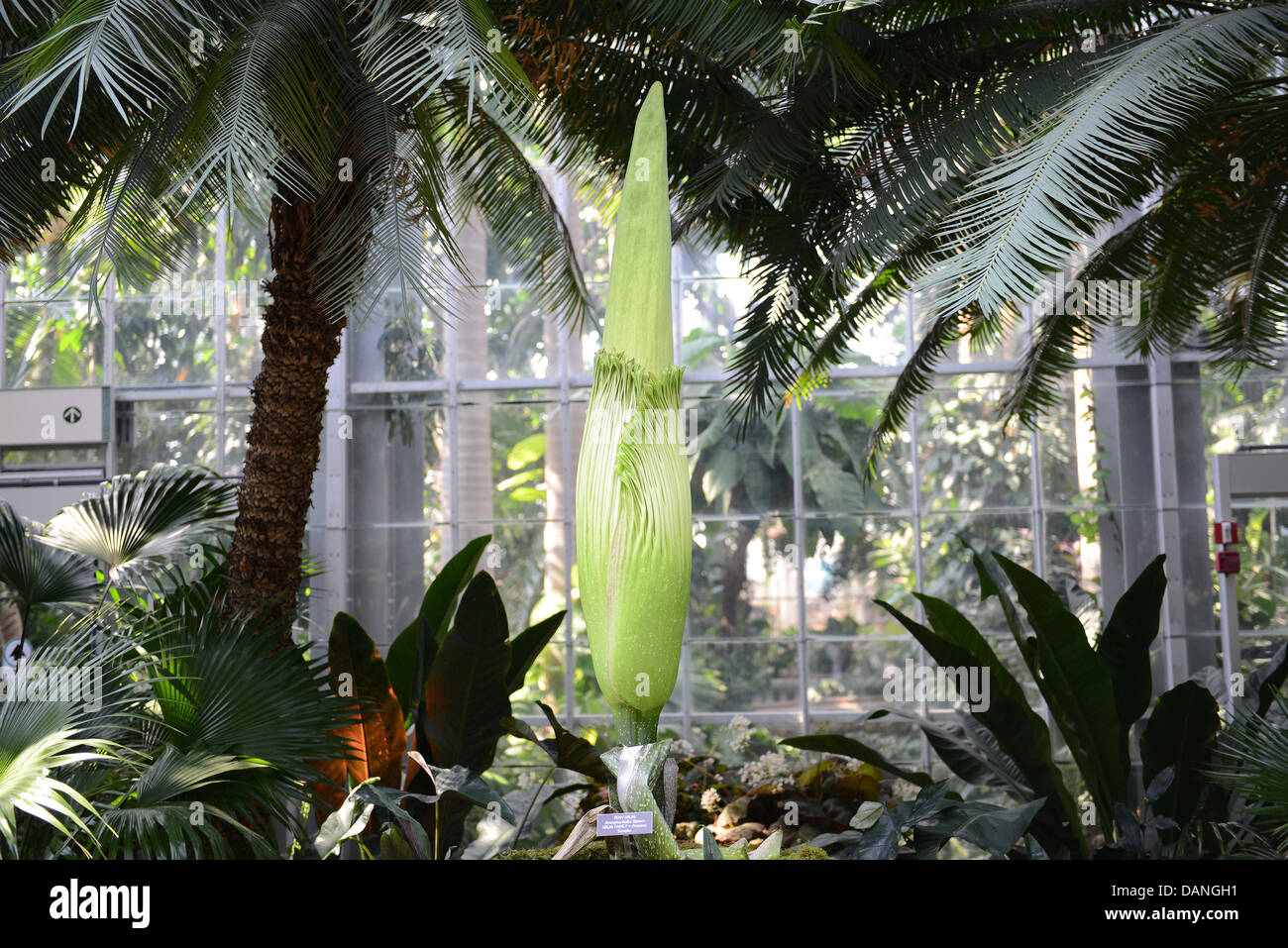 Die Titan Arum, auch bekannt als die Leiche Blume oder stinkenden Pflanze soll am Konservatorium von United States Botanic Garden 16. Juli 2013 in Washington, DC zu blühen. Die Riese Blüte hat einen Geruch erinnert an den Geruch von verwesenden Säugetier. Stockfoto