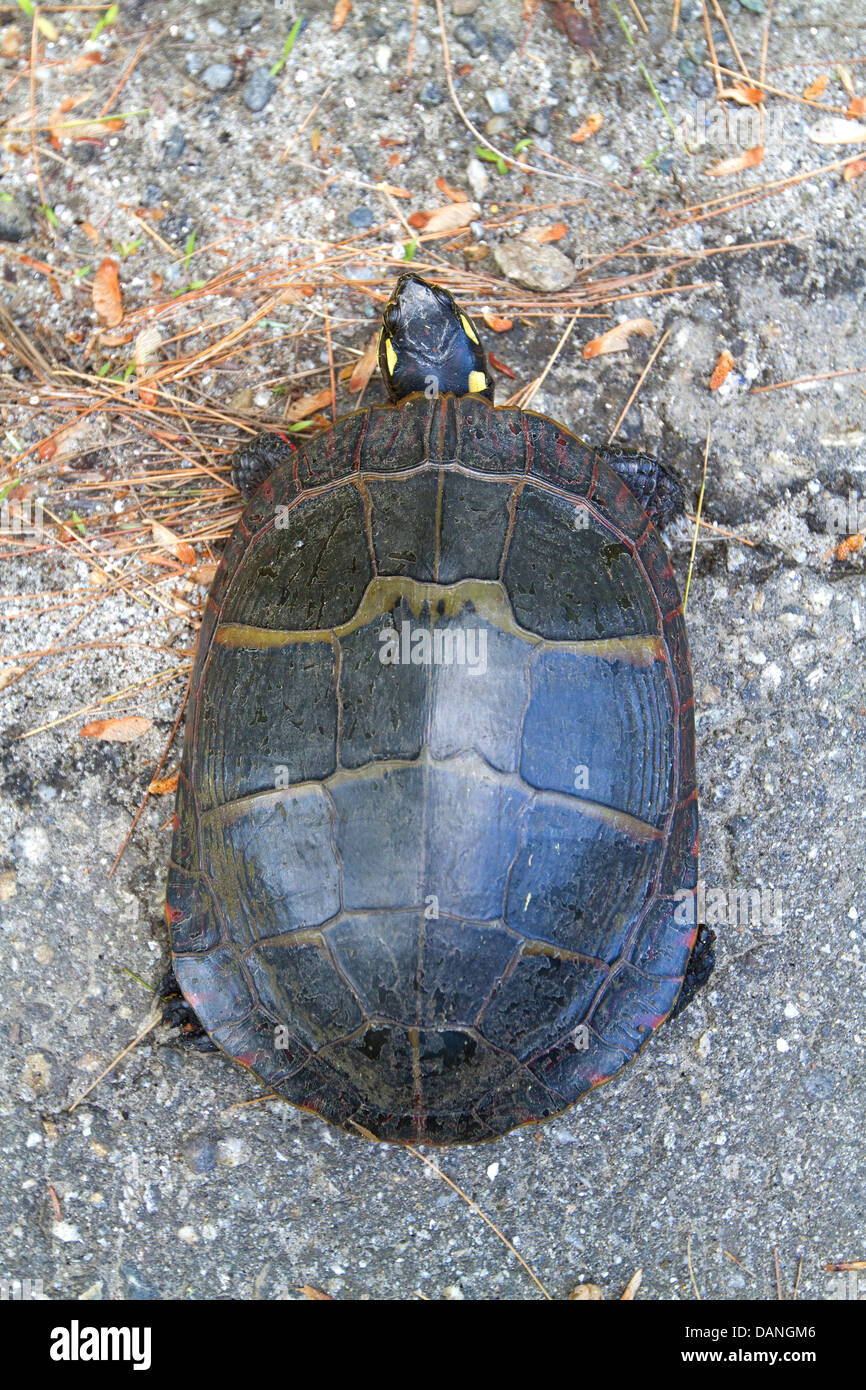 Gemalte Schildkröte, Chrysemys Picta, in der Straße. Stockfoto