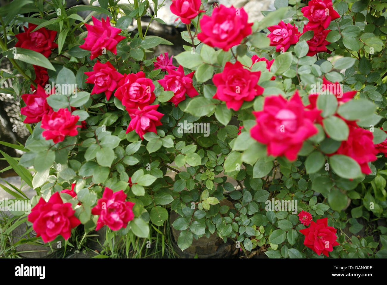 brillante rote Rosenbusch in voller Blüte Stockfoto