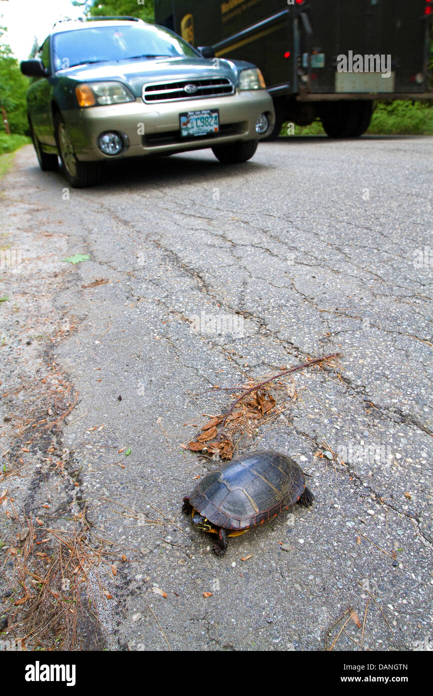 Gemalte Schildkröte, Automobil, Auto, Chrysemys picta, in der Straße. Stockfoto