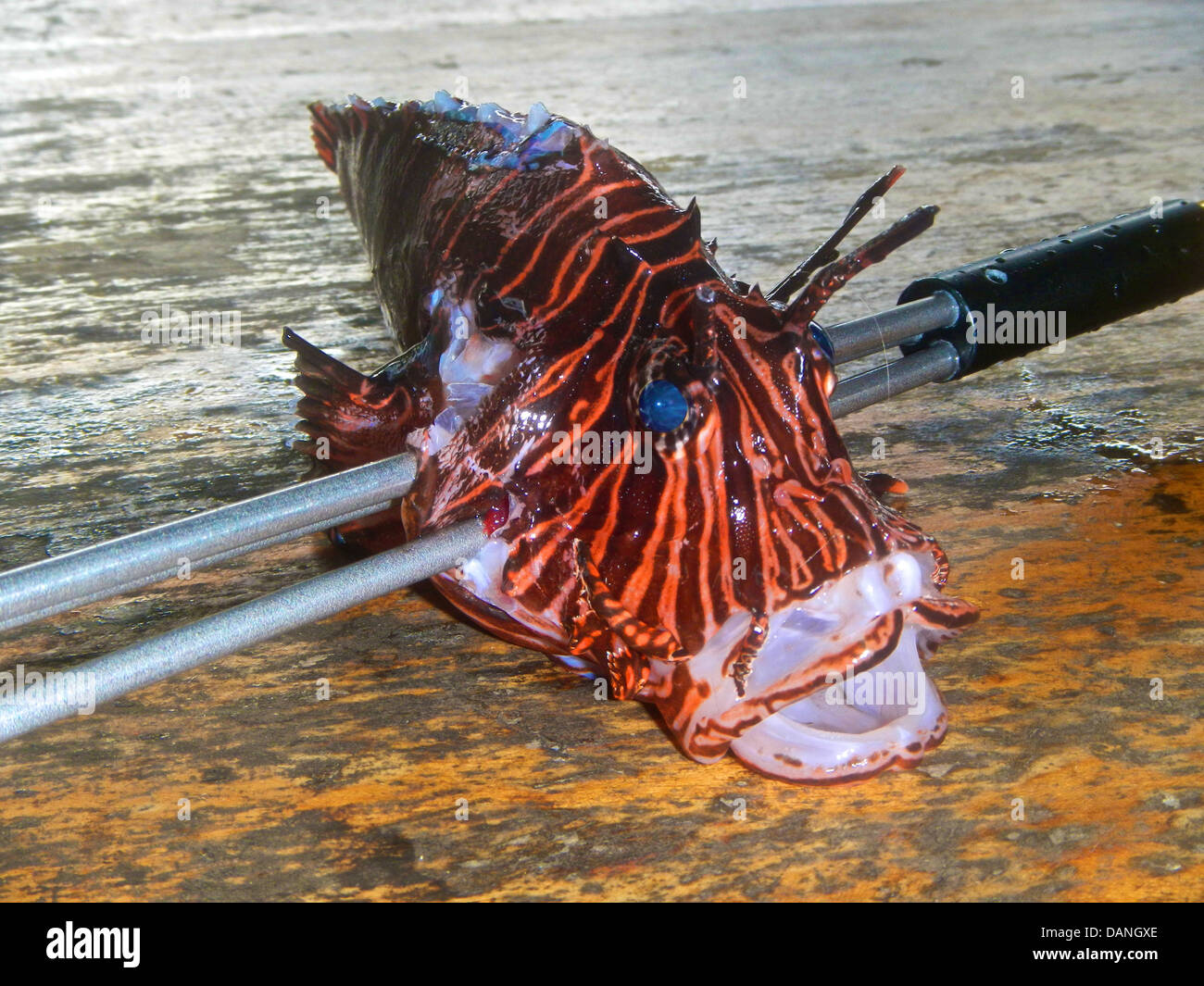 Ein spießte Rotfeuerfische. Stockfoto