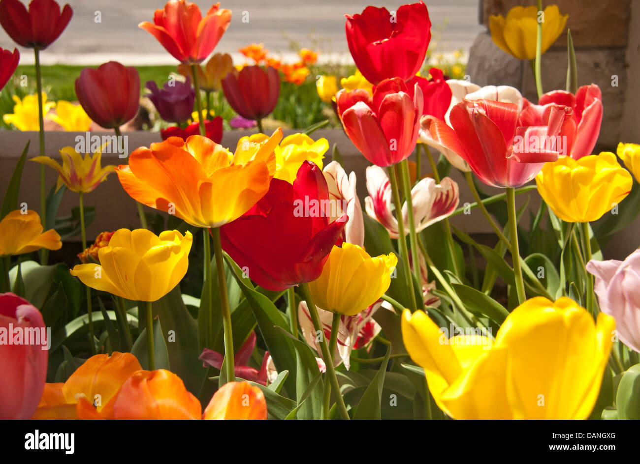 Bunte Tulpen durch das Fenster eines Hauses in Idaho. Stockfoto