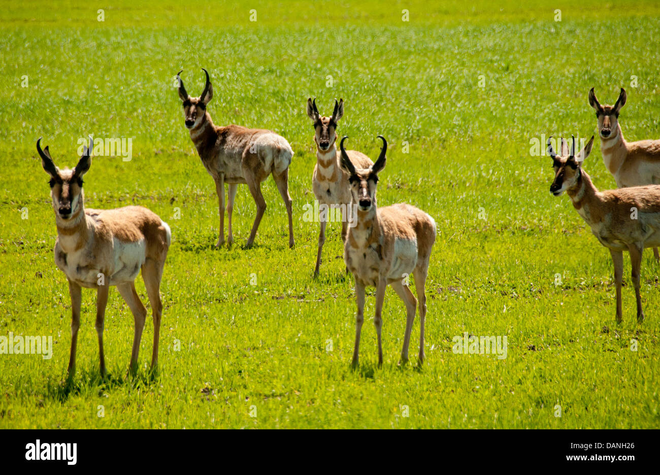 Pronghorn Antilope im Frühjahr Weizenfelder der Camas Prairie in der Nähe von Fairfield, Idaho Stockfoto