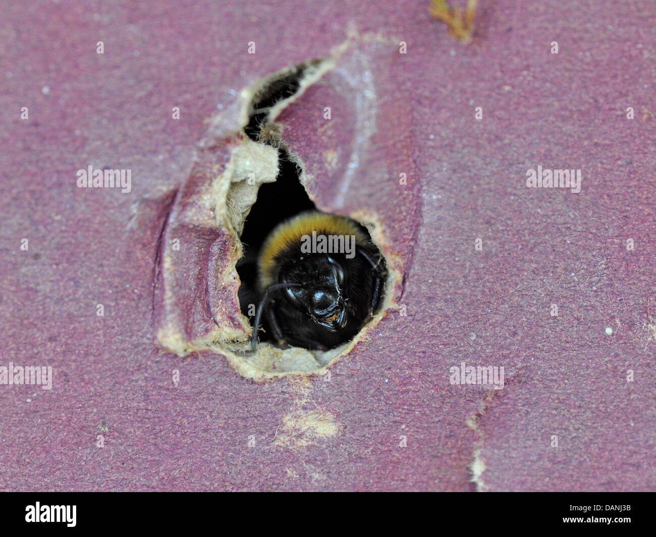 Eine glücklich Hummel in einem Karton-Nest aus einem Loch heraus gucken. Stockfoto