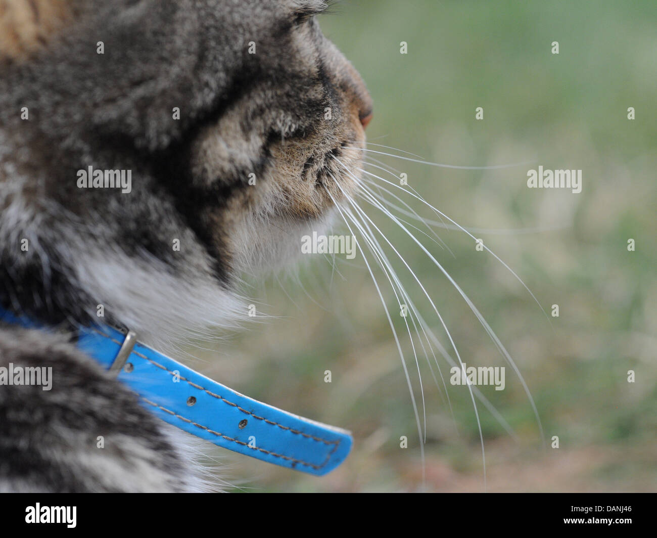 Eine Katze mit langen Schnurrhaaren, die einen blauen Kragen trägt. Stockfoto