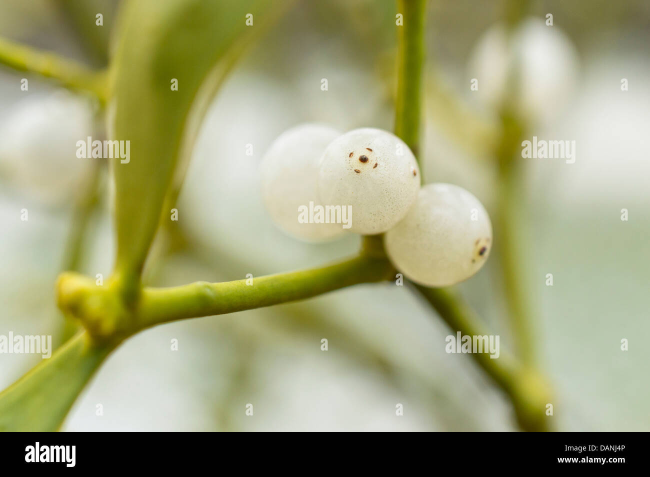 Mistel (Viscum Album) Stockfoto