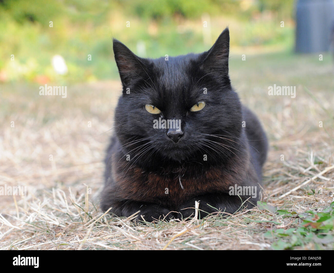 Eine schwarze Katze, die im Garten auf dem Gras sitzt. Stockfoto