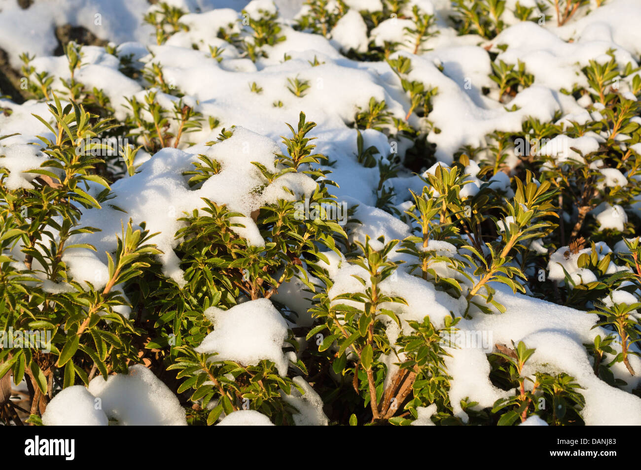 Haarige Alpen Rose (Rhododendron hirsutum) Stockfoto