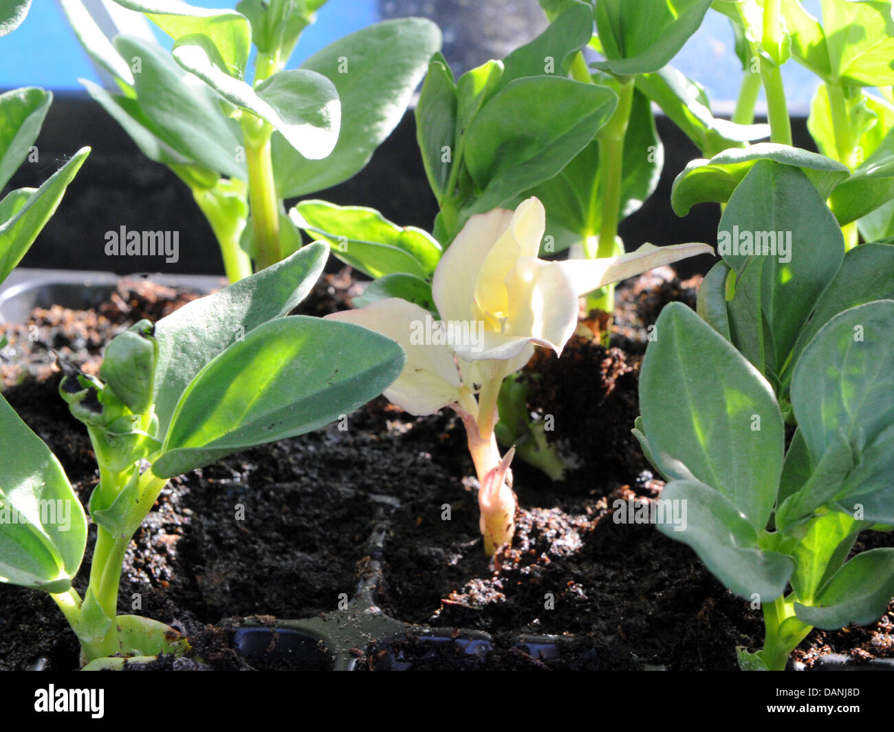 Ein Albino Saubohne - ein seltenes Gemüse. Stockfoto