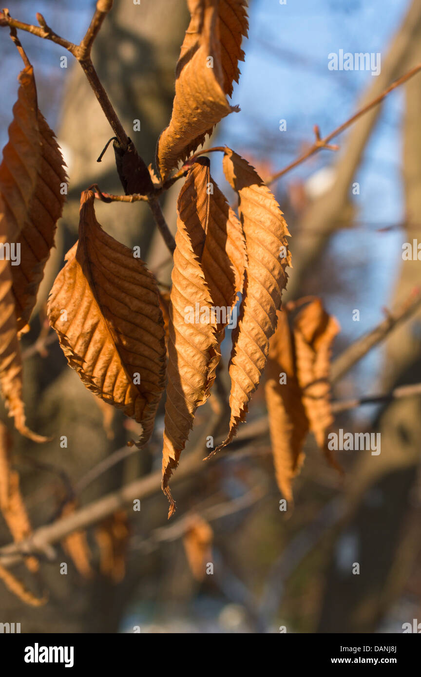 Hainbuche Ahorn (Acer carpinifolium) Stockfoto