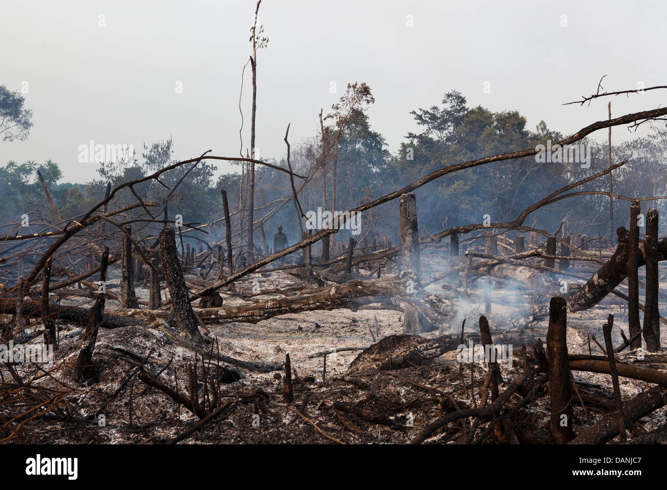 Abholzung in Kenema Distrikt, Sierra Leone. Stockfoto