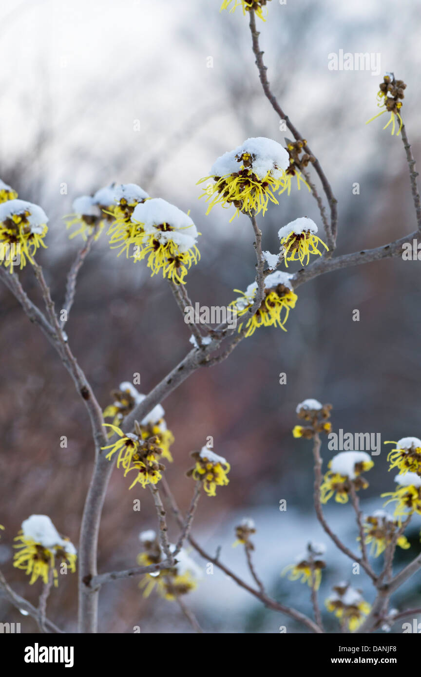 Zaubernuss (hamamelis x intermedia 'primavera') Stockfoto