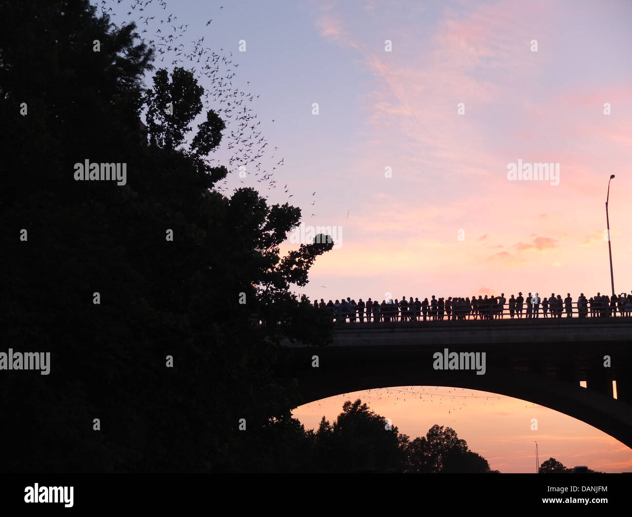 Austin Fledermäuse Sonnenuntergang Brücke Texas Stockfoto