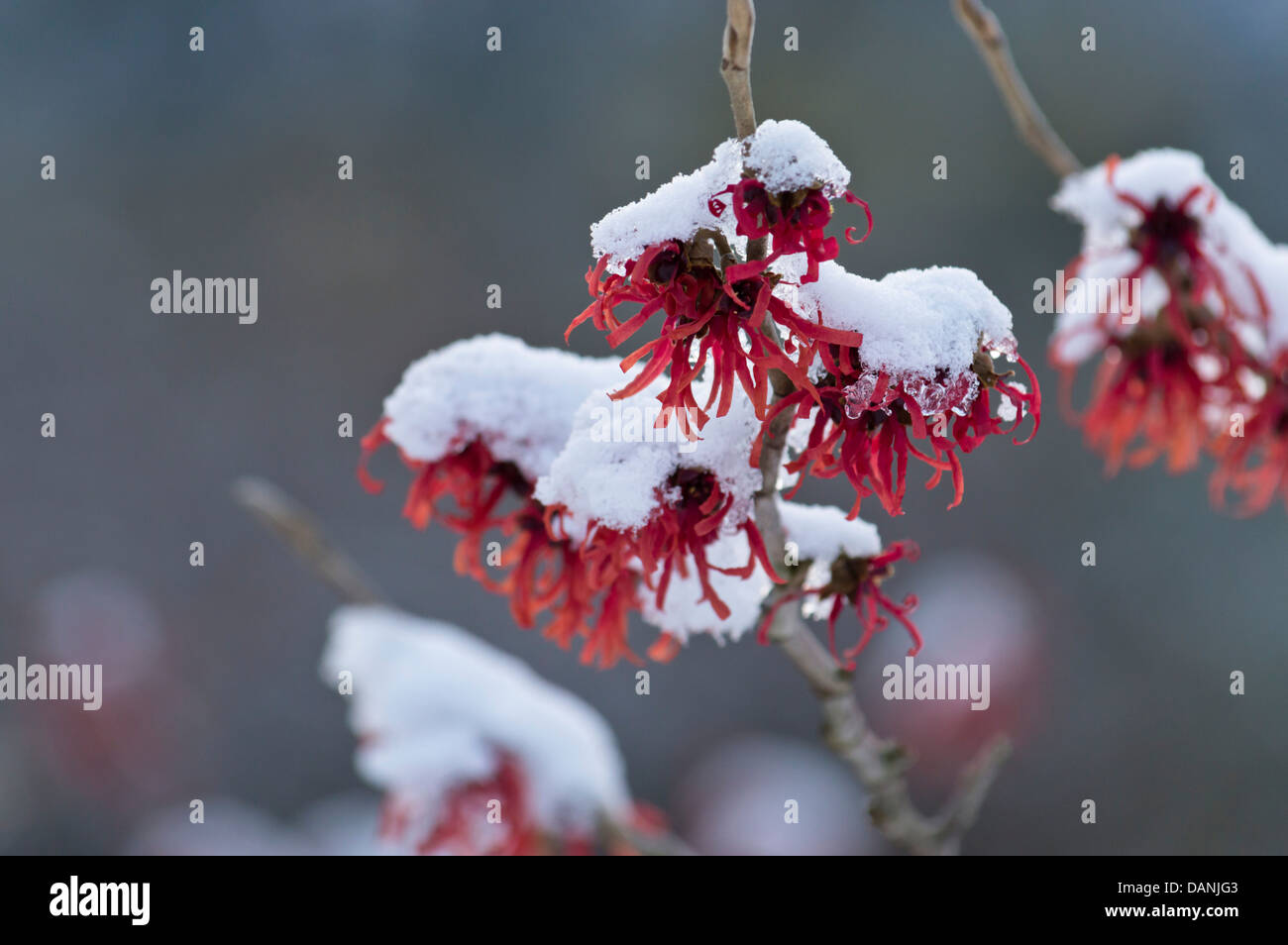 Zaubernuss (hamamelis x intermedia 'ruby Glow') Stockfoto