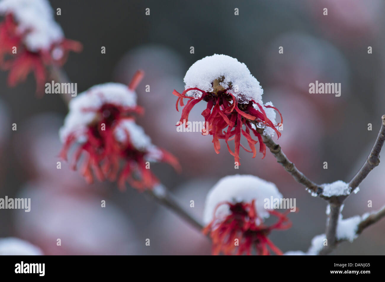 Zaubernuss (hamamelis x intermedia 'ruby Glow') Stockfoto