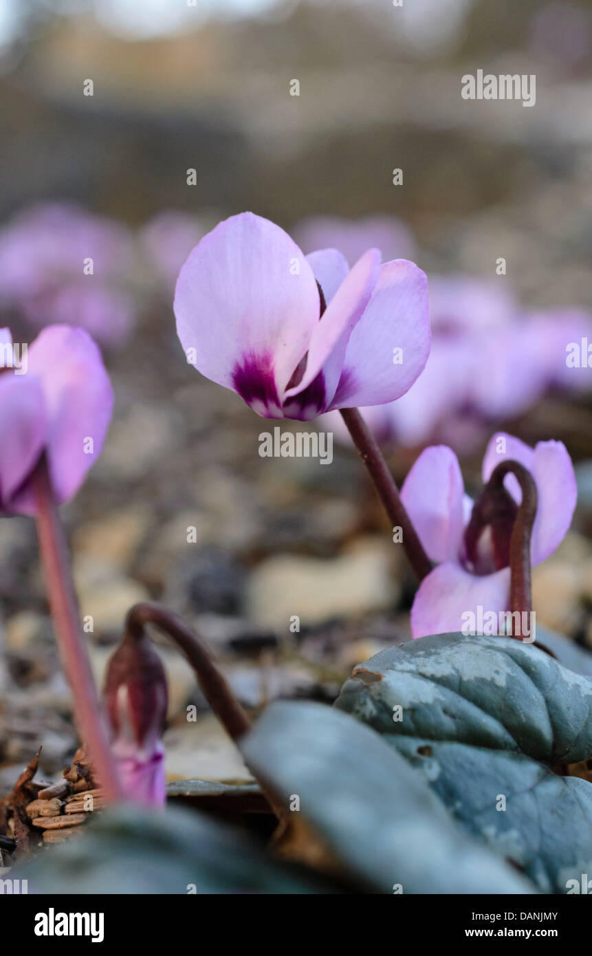 Cyclamen Coum Stockfoto