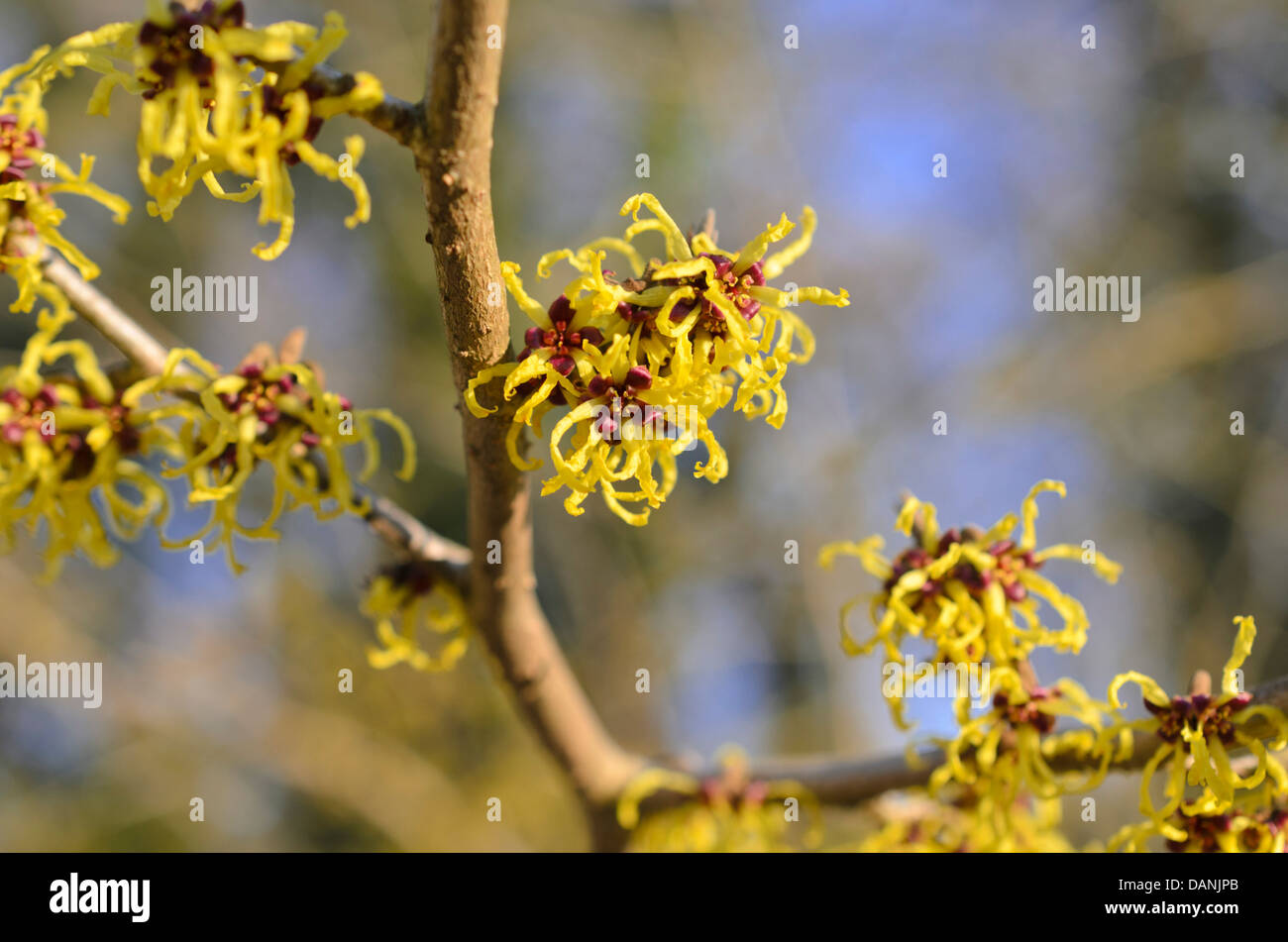 Japanische Zaubernuss (hamamelis japonica 'Arborea') Stockfoto
