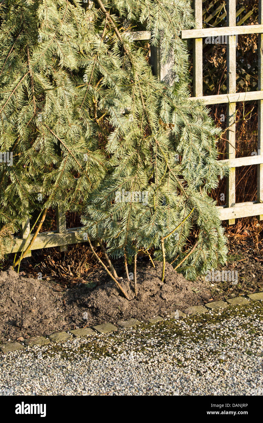 Kletterrose mit immergrünen Zweige im Winter Schutz abgedeckt Stockfoto