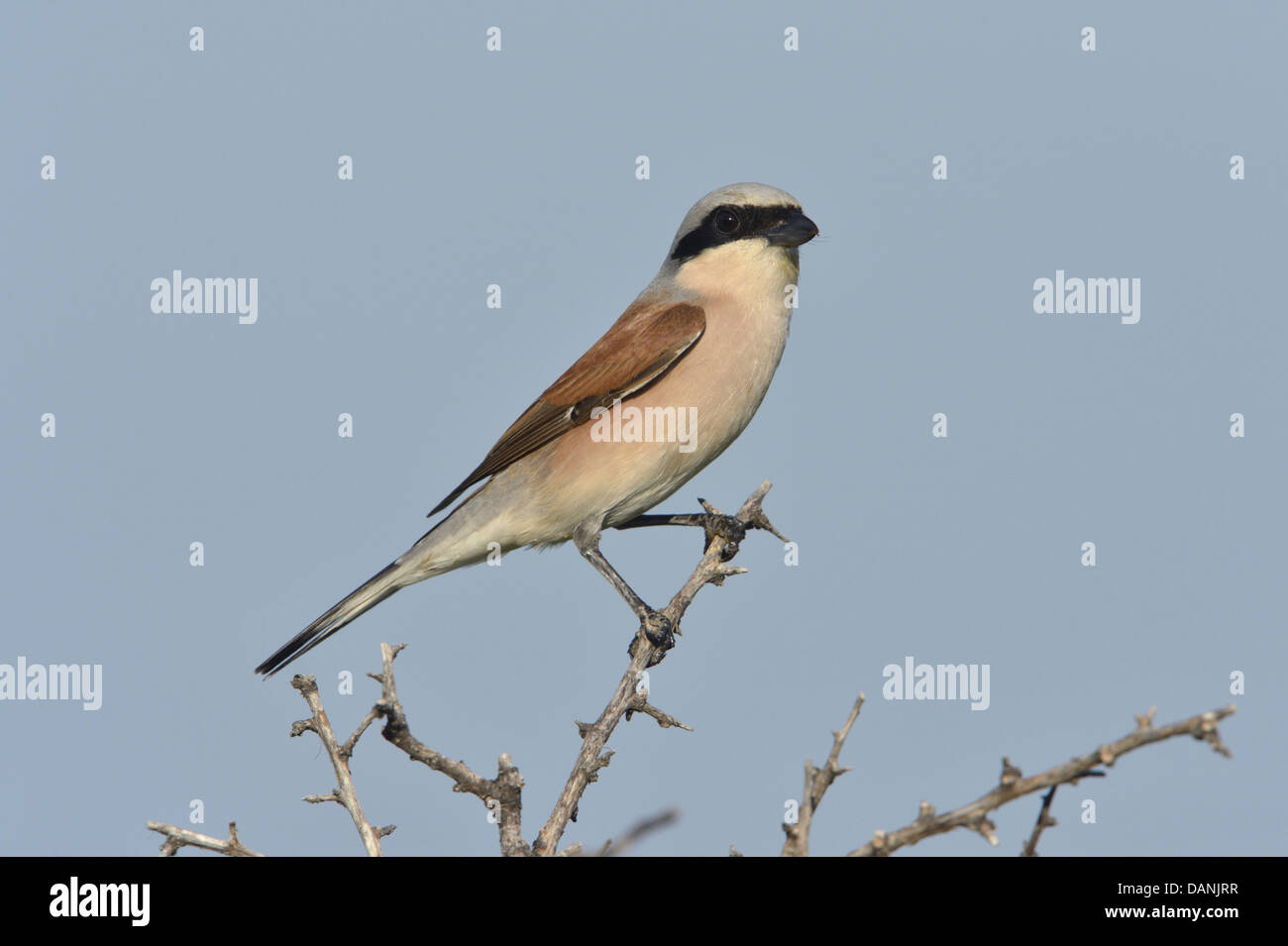 Red-backed Shrike Lanius collurio Stockfoto