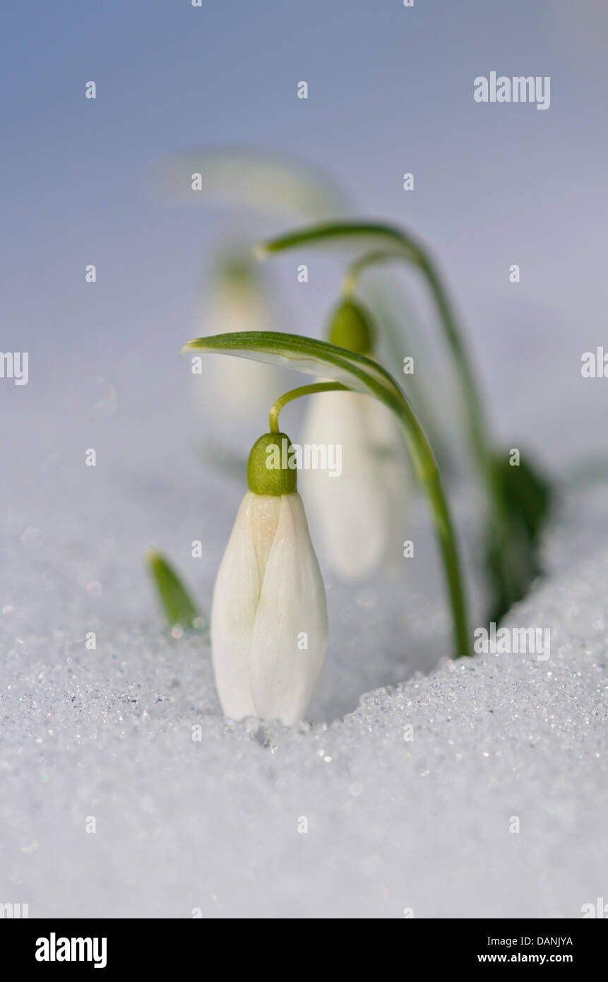 Gemeinsame Schneeglöckchen (Galanthus nivalis) Stockfoto