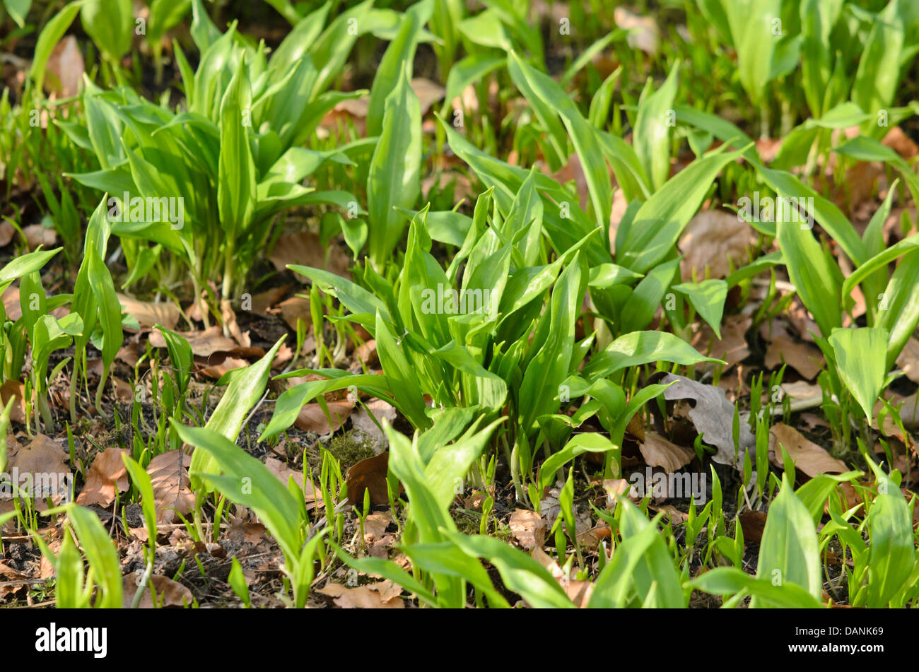 Bärlauch (Allium ursinum) Stockfoto