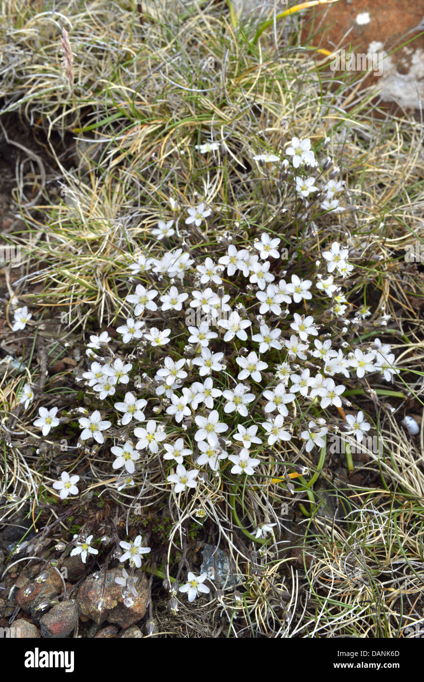 Frühling SANDWORT Minuartia Verna (Caryophyllaceae) Stockfoto