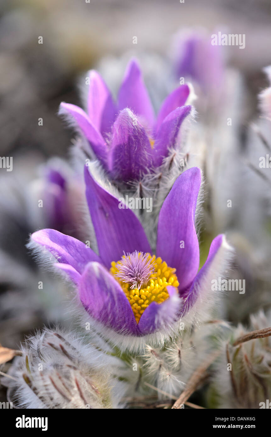Feder Pasque flower (pulsatilla Vernalis) Stockfoto