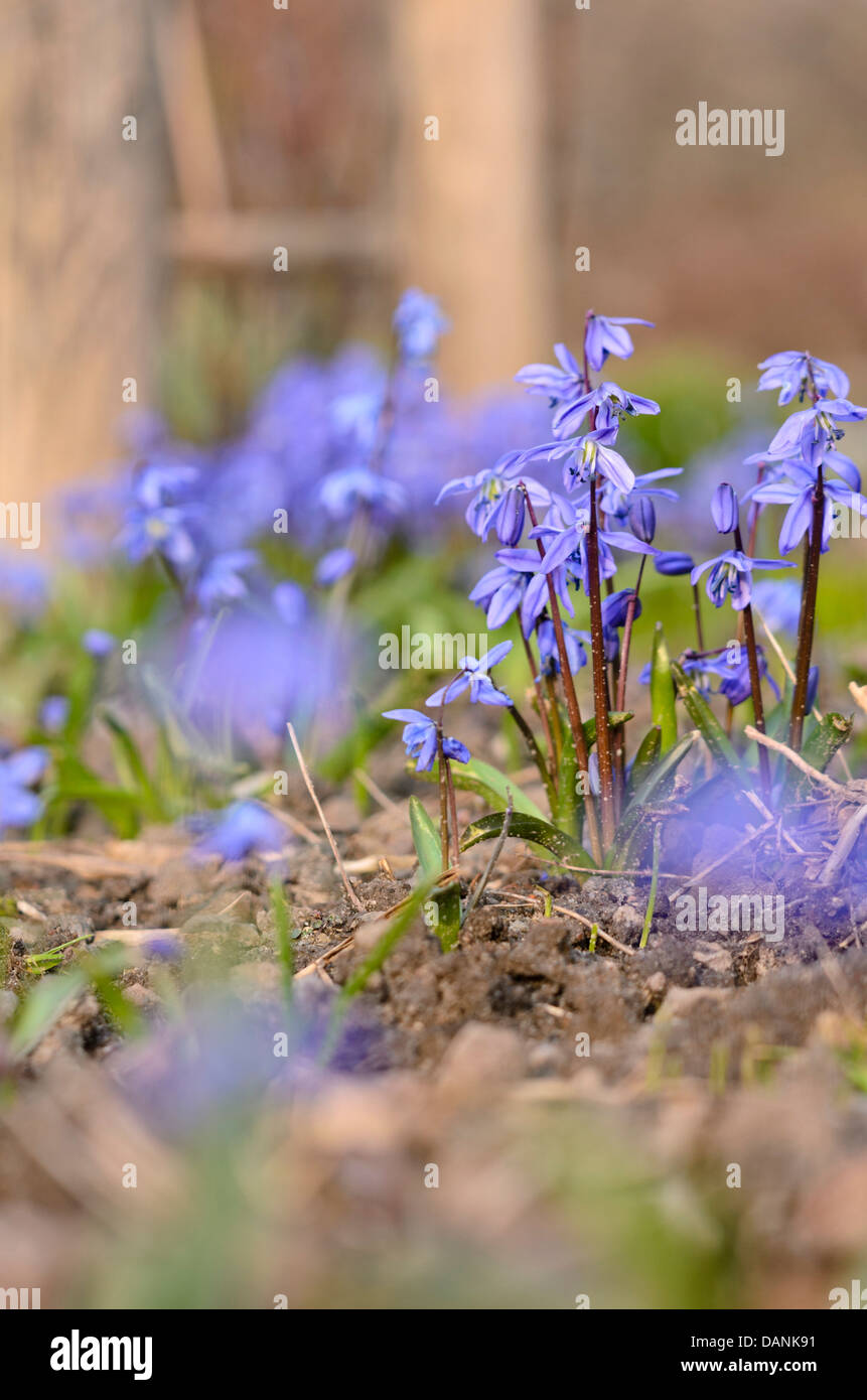 Sibirische Blausterne (Scilla siberica) Stockfoto