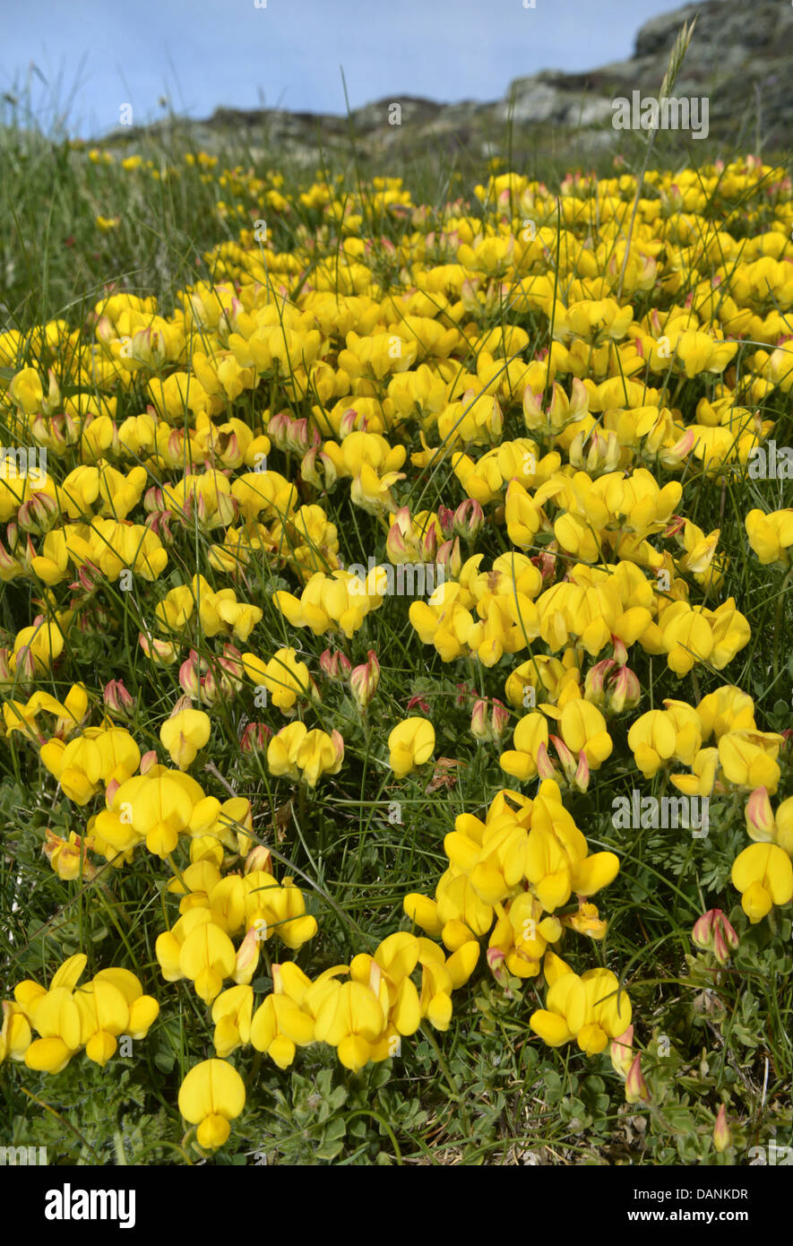 GEMEINSAMEN Vogels FOOT TREFOIL Lotus Corniculatus (Fabaceae) Stockfoto