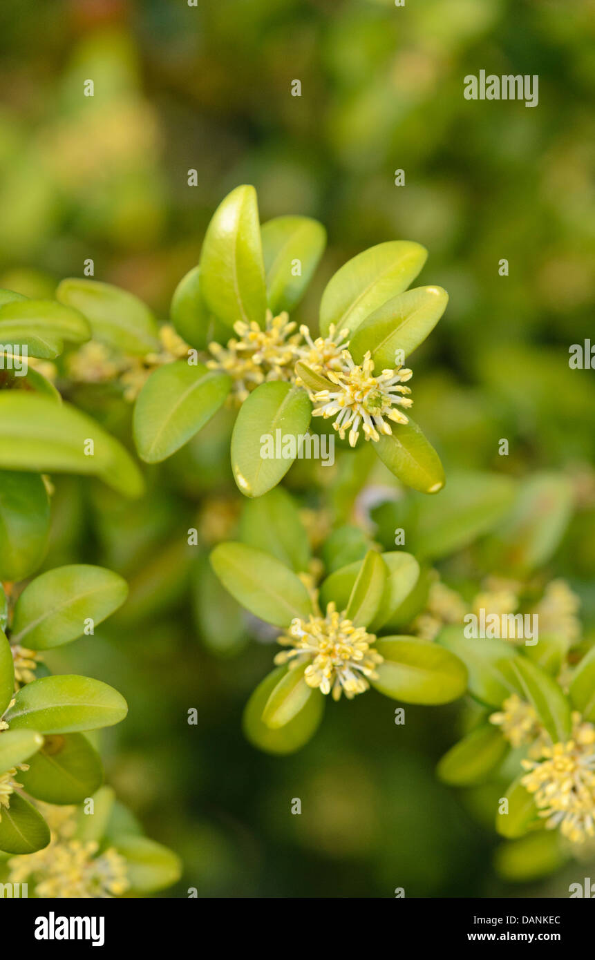 Gemeinsame Buchsbaum (buxus sempervirens) Stockfoto