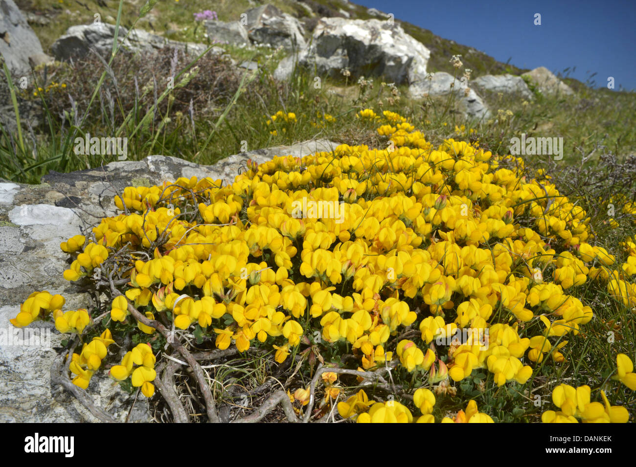 GEMEINSAMEN Vogels FOOT TREFOIL Lotus Corniculatus (Fabaceae) Stockfoto