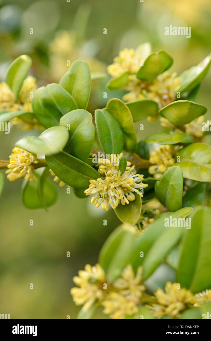 Gemeinsame Buchsbaum (buxus sempervirens) Stockfoto