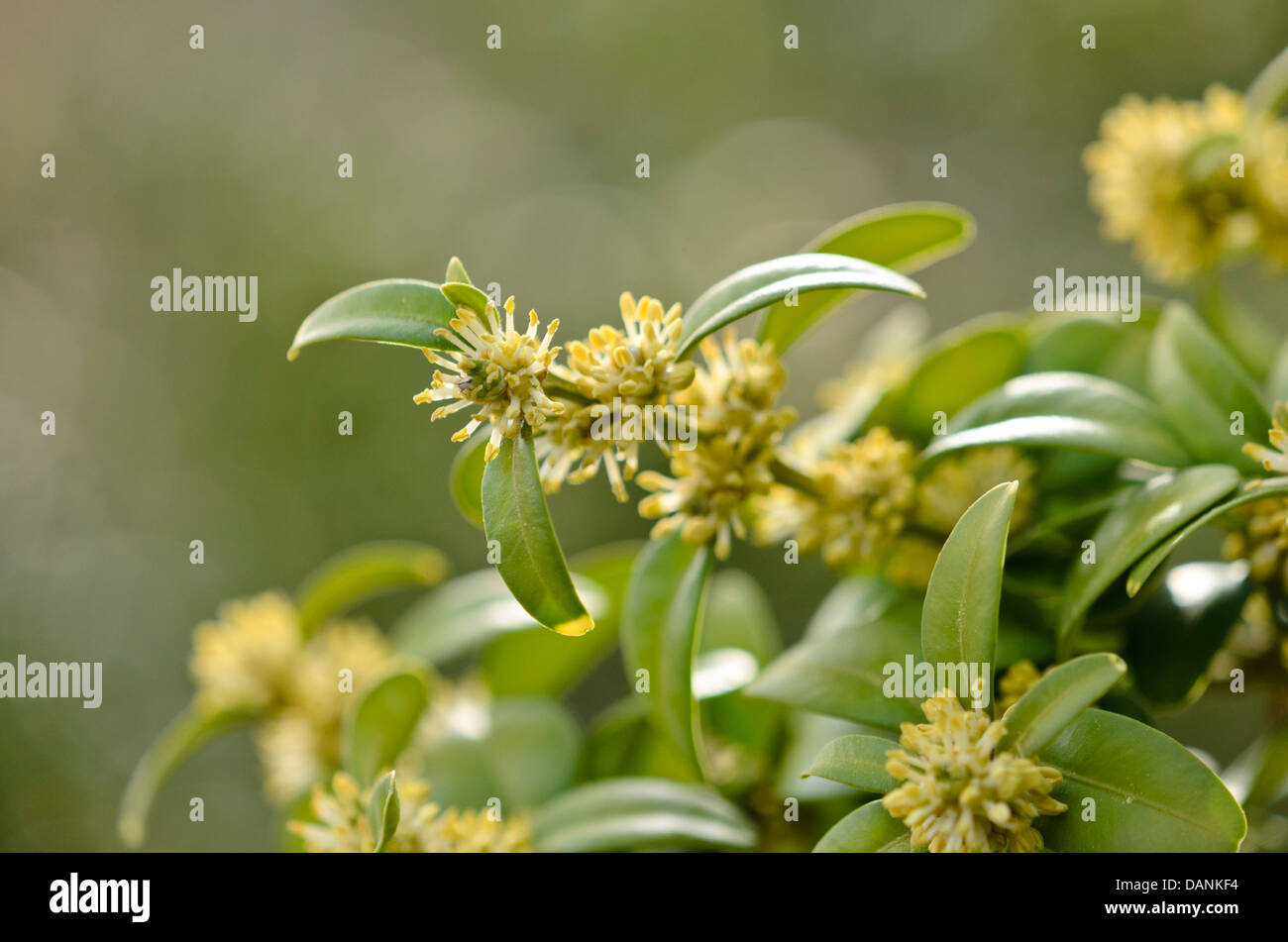 Buchsbaum strauch Fotos und Bildmaterial in hoher Auflösung Alamy