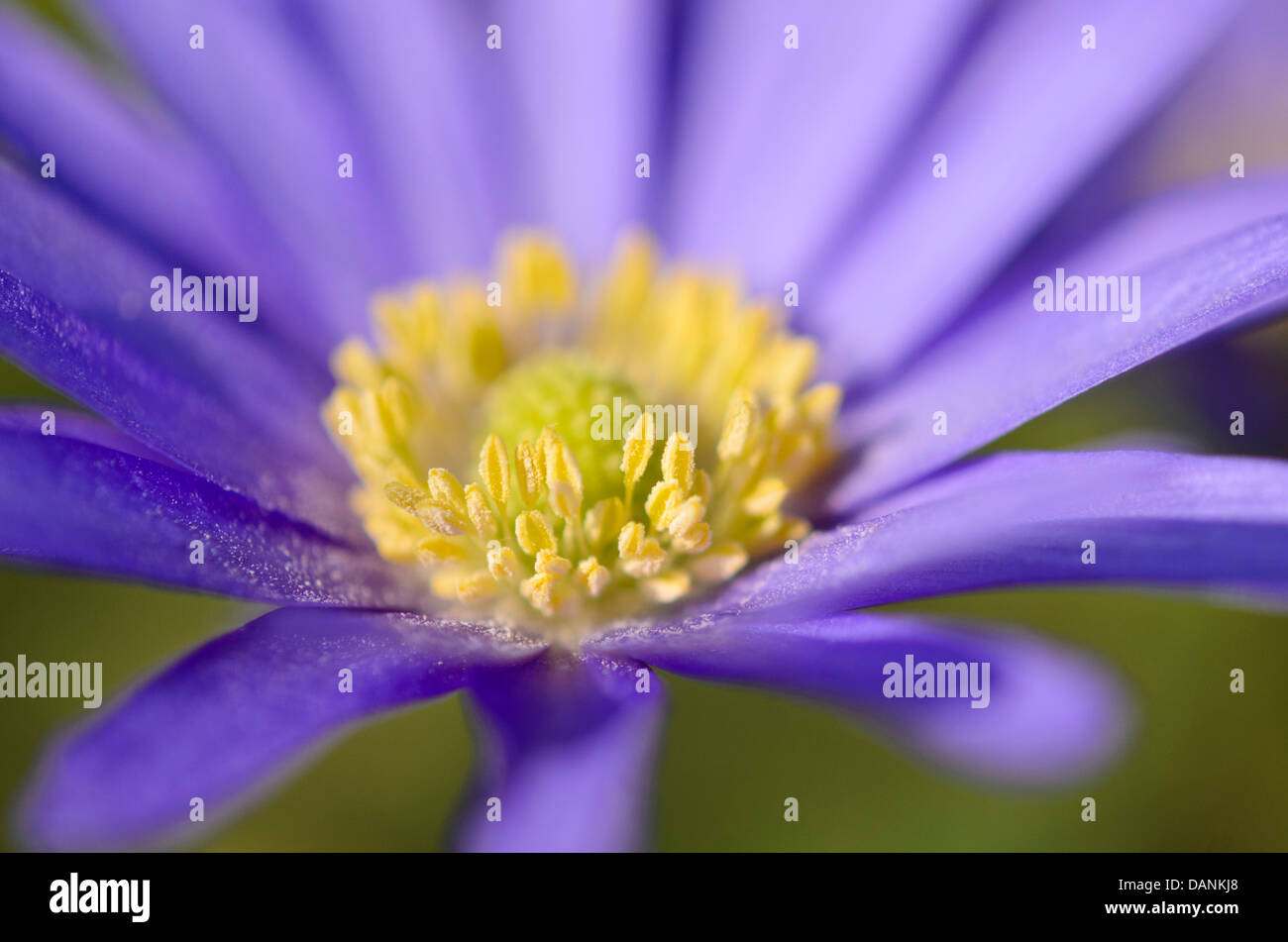 Grecian cuneata (Anemone blanda) Stockfoto