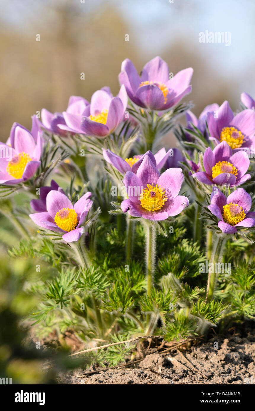 Common Pasque flower (pulsatilla vulgaris) Stockfoto