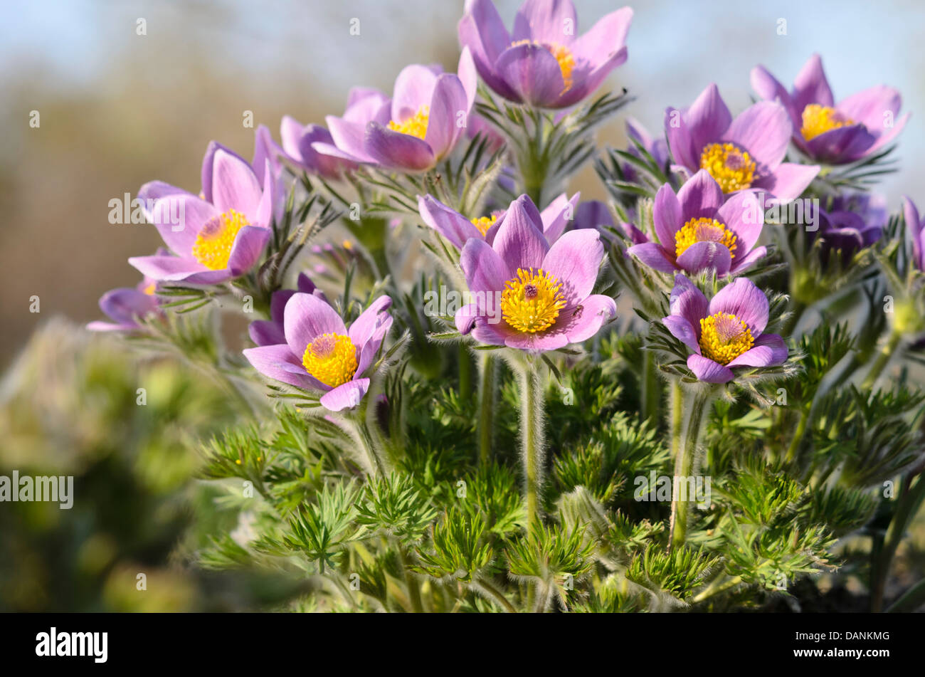 Common Pasque flower (pulsatilla vulgaris) Stockfoto