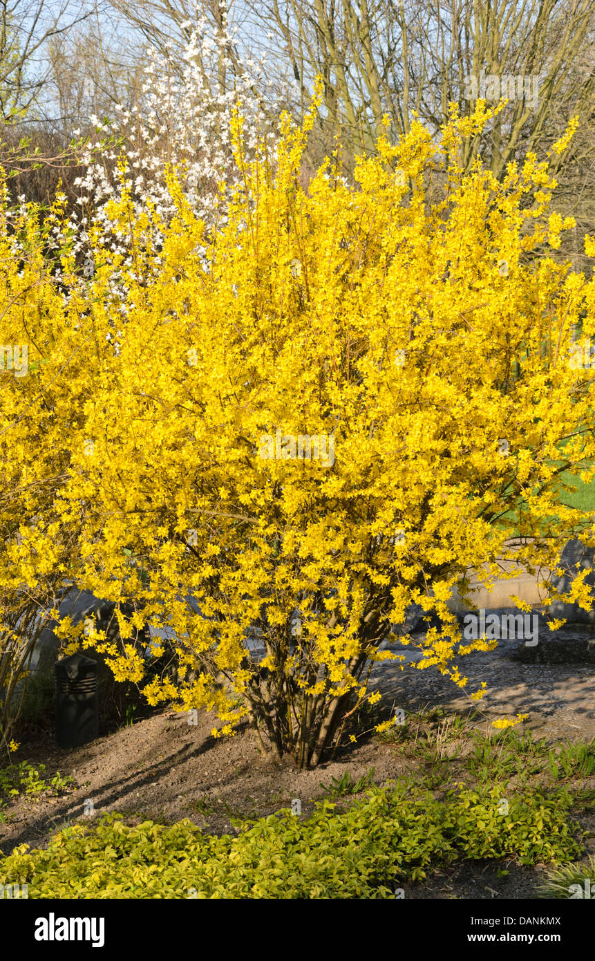 Grenze forsythia (forsythia x intermedia Stockfotografie Alamy