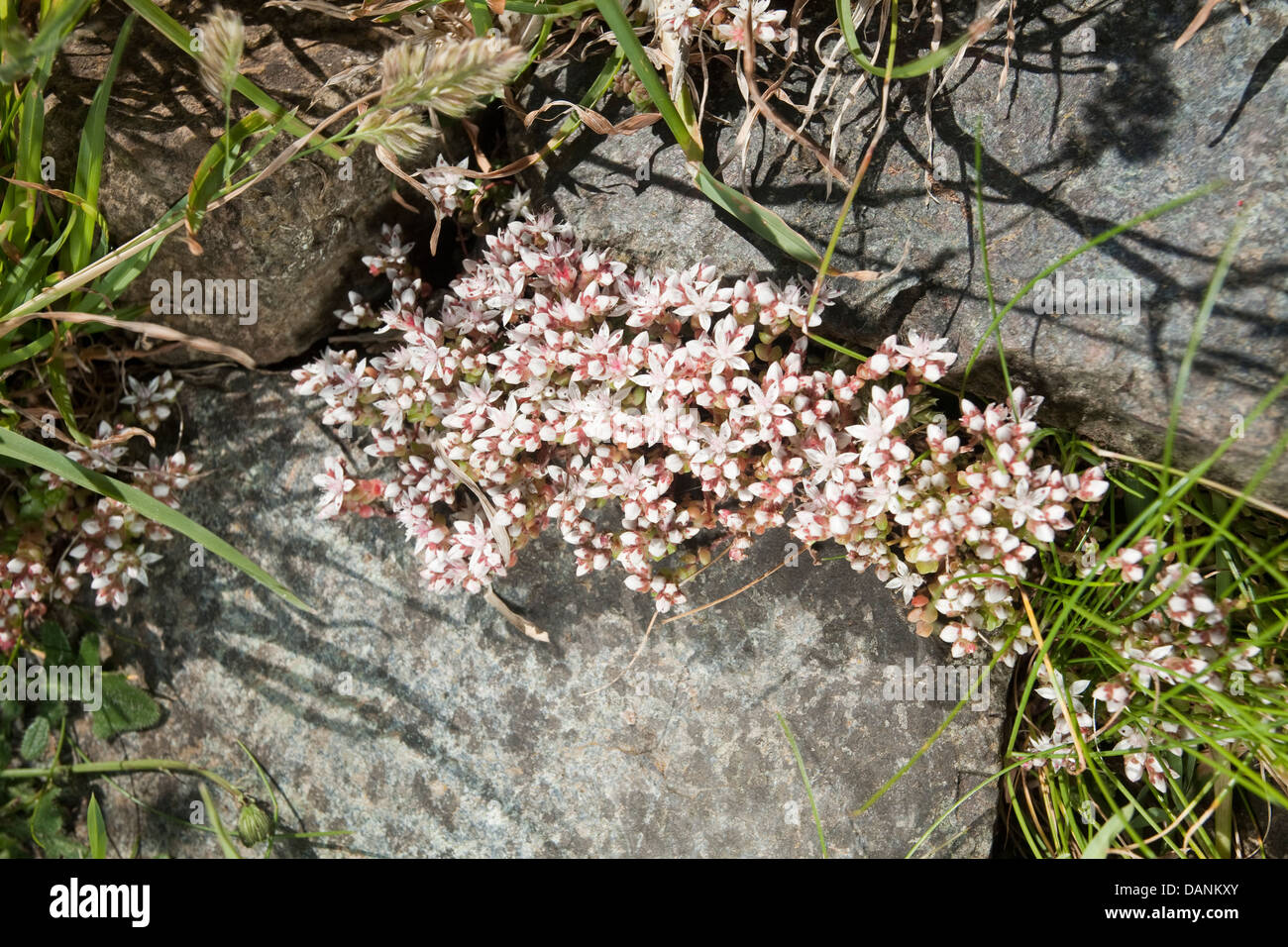 ENGLISCHE FETTHENNE Sedum Anglicum (Crassulaceae) Stockfoto