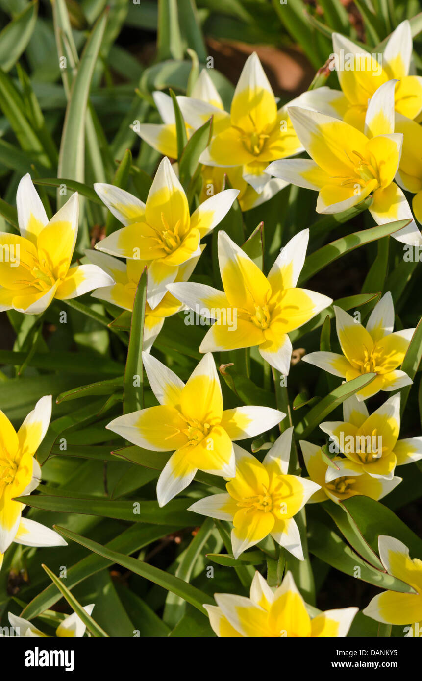 Wilde Tulpe (Tulipa tarda) Stockfoto