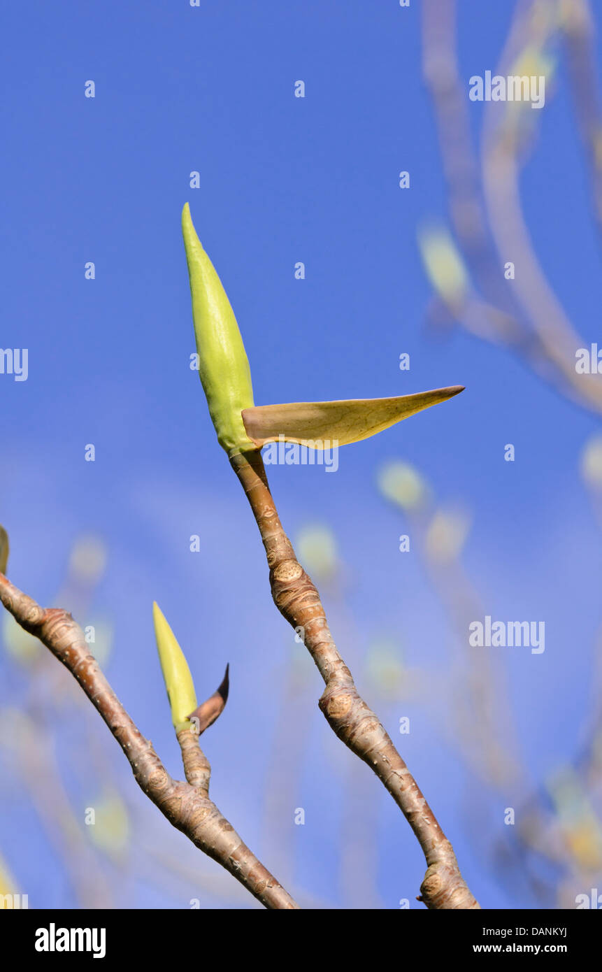 Regenschirm Magnolia (Magnolia tripetala) Stockfoto