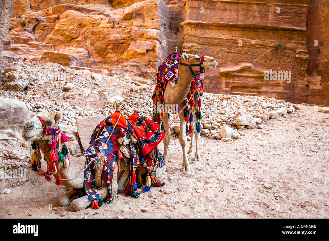 Kamele in Petra, Jordanien Stockfoto
