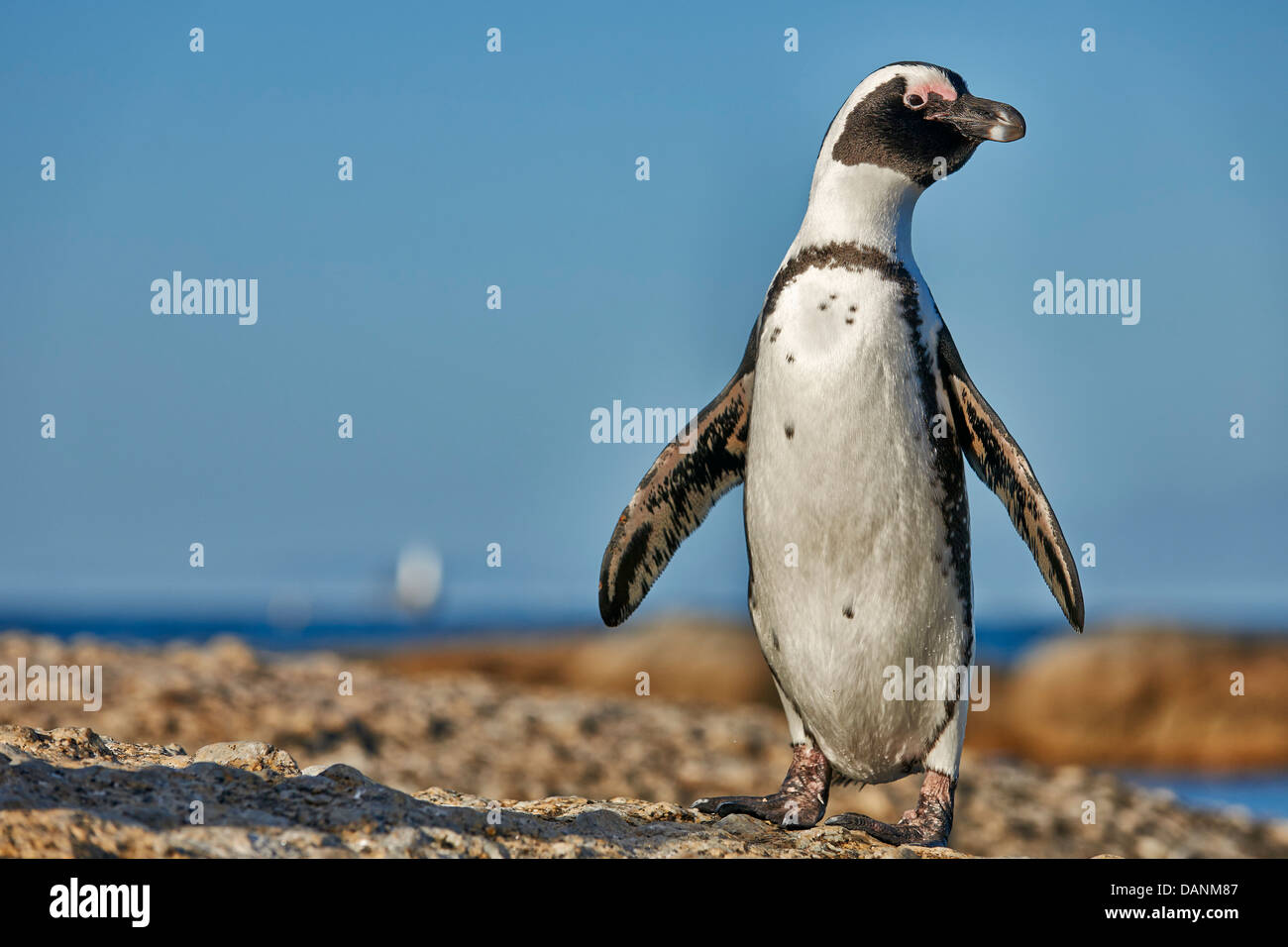 Nahaufnahme von einem afrikanischen Penguin, Spheniscus Demersus, Boulders Beach, Simons Town, Kapstadt, Western Cape, Südafrika Stockfoto