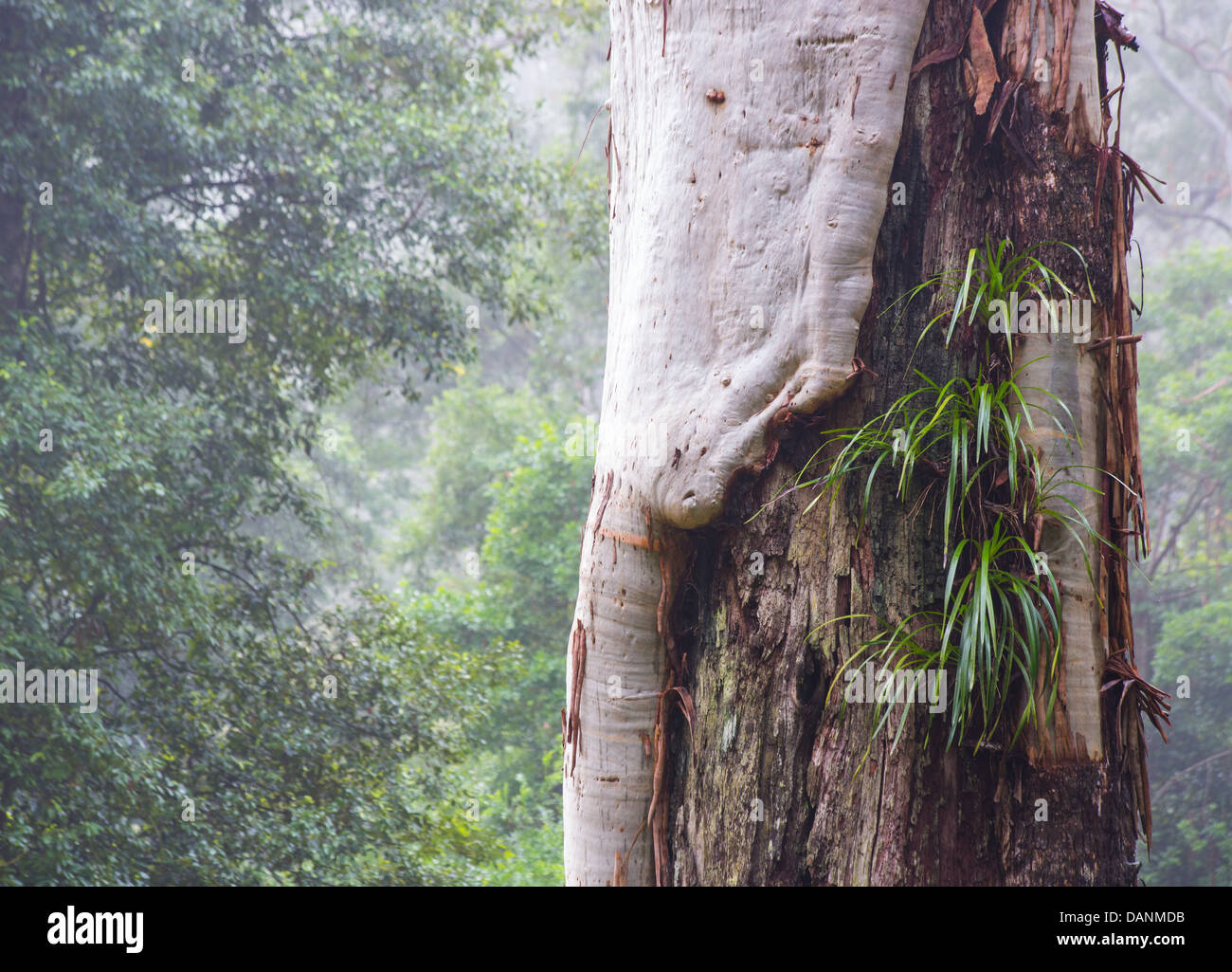 Lomandra Grass SP. wächst als Epiphyt auf einer Eukalyptus-Baum im Watagans National Park, Australien Stockfoto