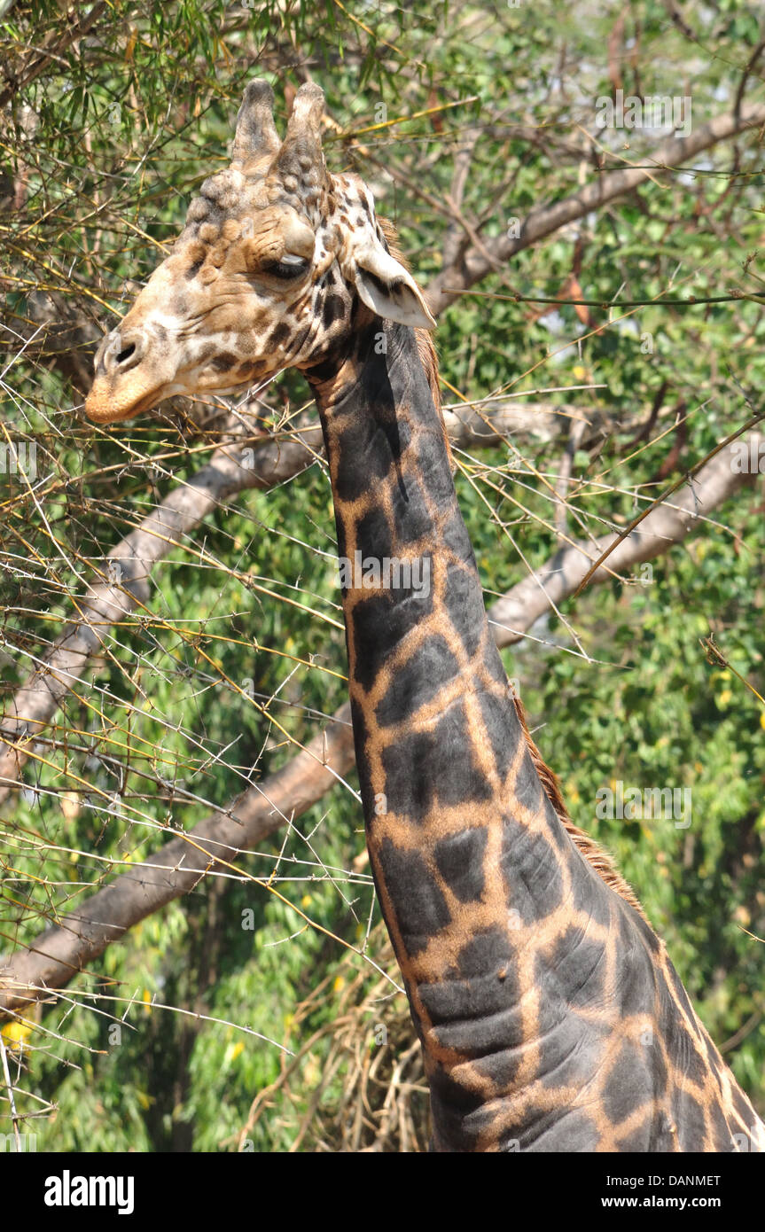 Giraffe Stockfoto