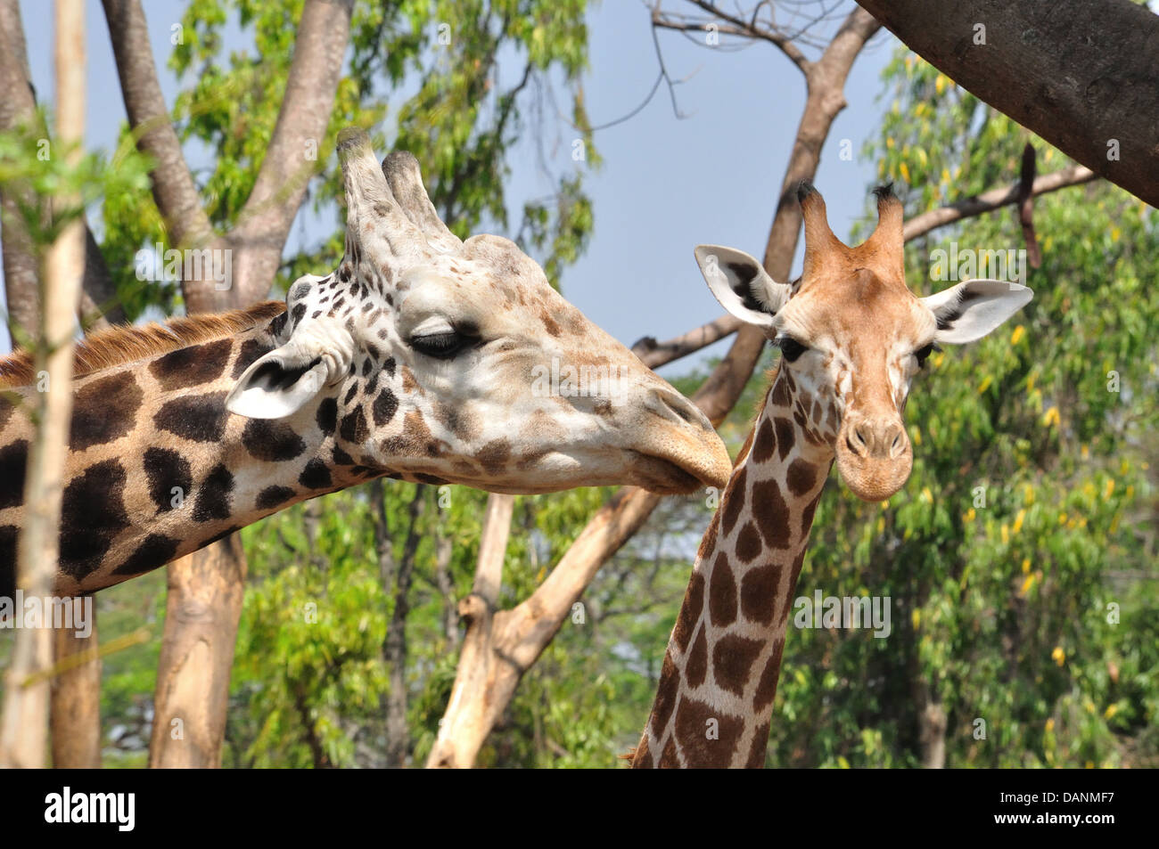 Giraffe Stockfoto