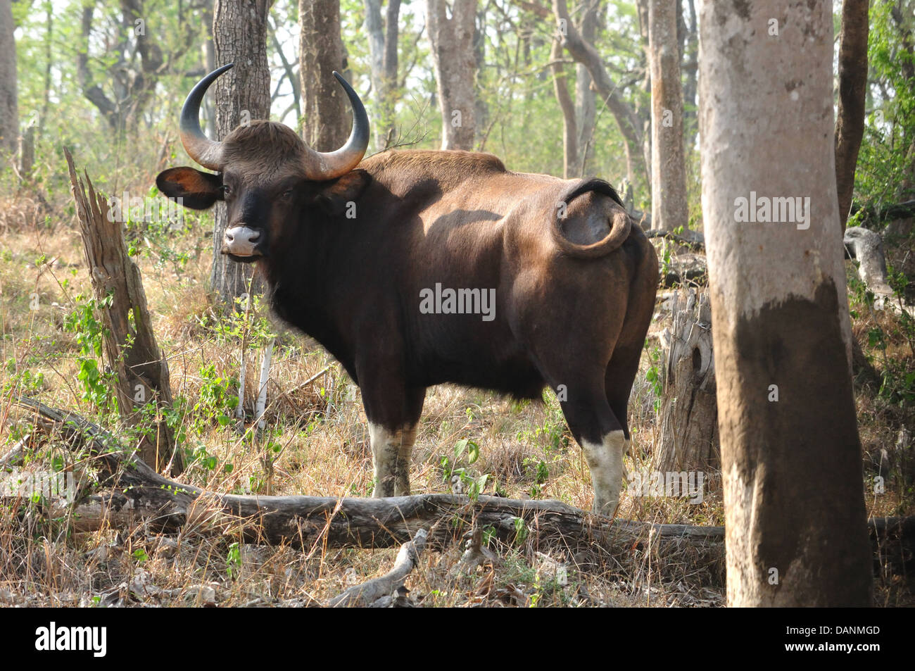 Indische Bison, (Bos Gaurus) Stockfoto