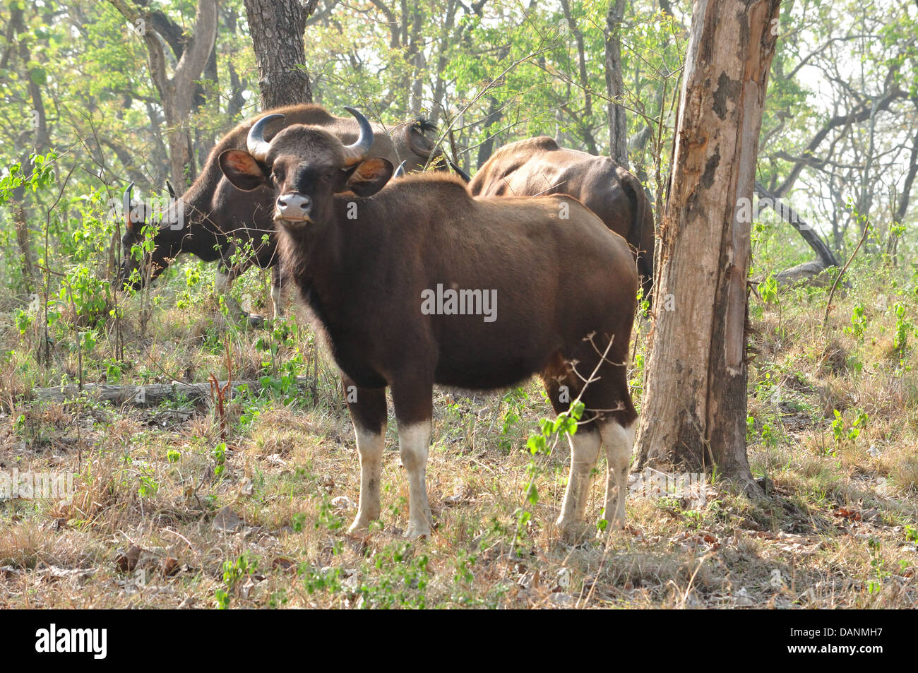 Indische Bison, (Bos Gaurus) Stockfoto