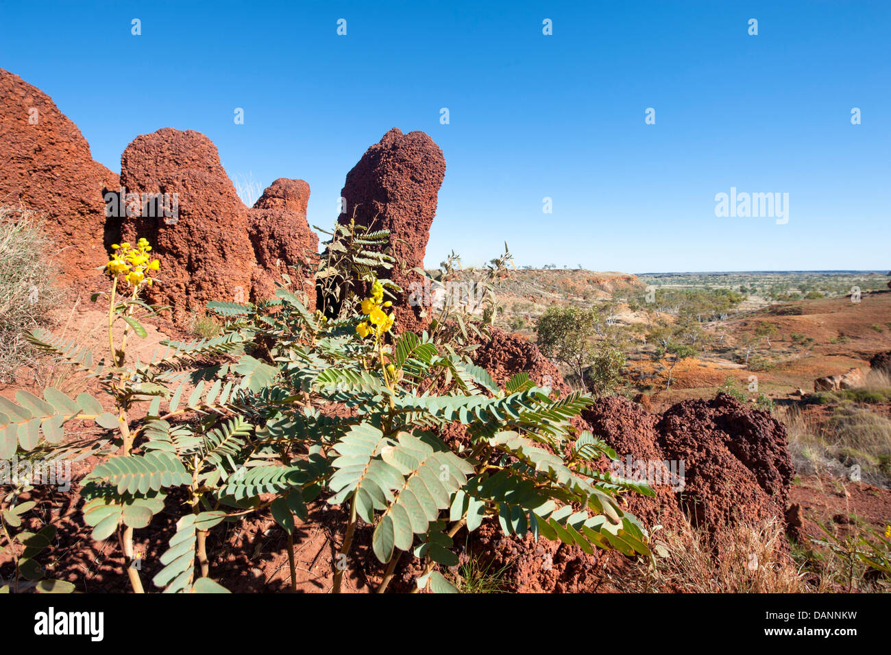 Blick von der Ngumpan-Klippe-Suche über blühende Wildblumen, erodierten Sandstein-Klippen und die Kimberley Break-away Land Stockfoto