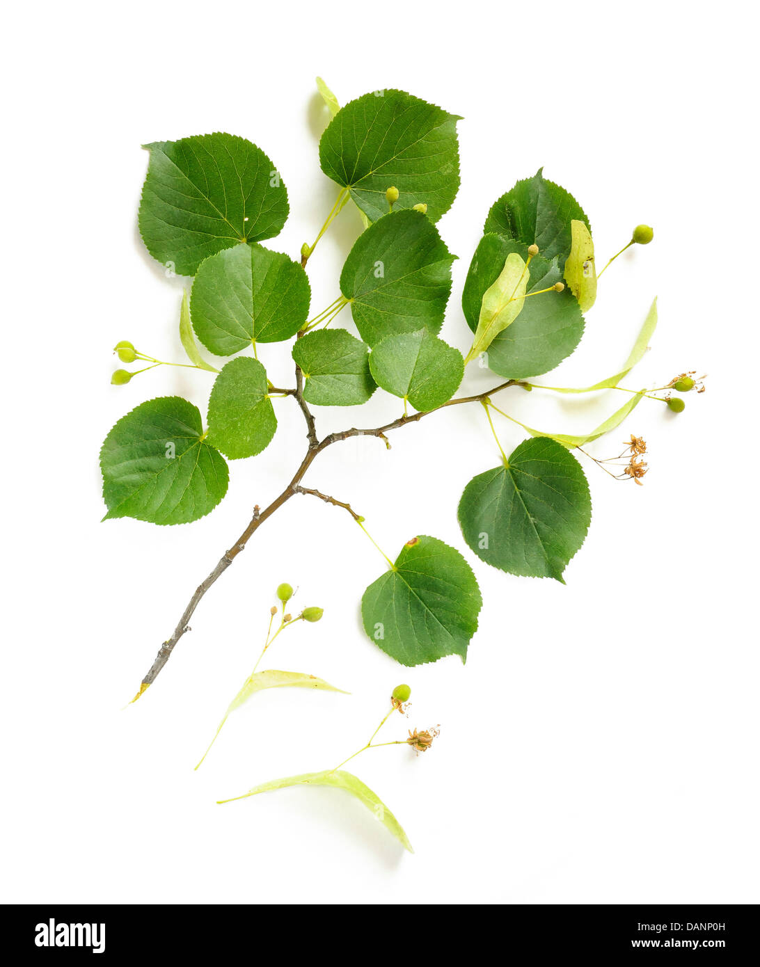 Ein Tilia (Linde) Zweig mit Früchten, Blumen und grünen Blättern, auf weißem Hintergrund Stockfoto